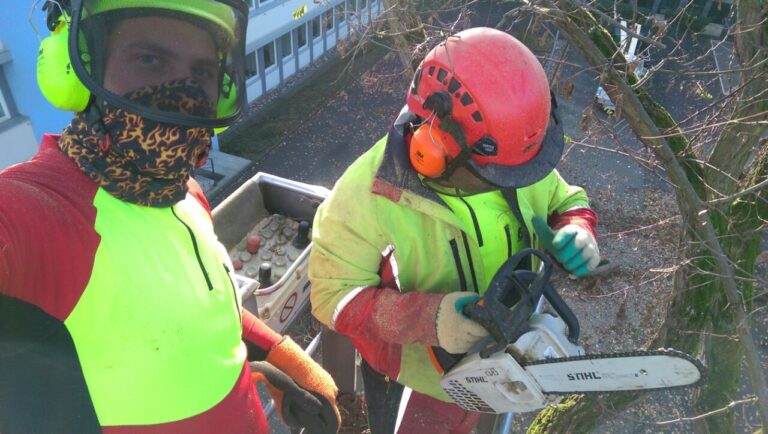 Baumpflege mit Hebebühne – Arbeiter beim Entfernen von Ästen Zwei Arbeiter auf einer Hebebühne in einer Baumkrone, die Äste mit einer Kettensäge fällen.